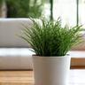 Clean home environment with green plants